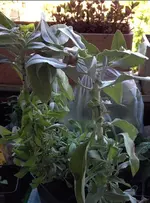 Weisser Salbei1.webp