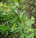 P1220130.jpg