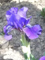 Iris.webp