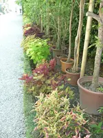 P1020423.webp