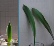 Tulp2015.webp