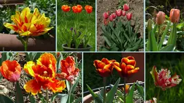 Tulpen2015.webp