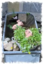 teich2.webp