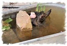 teich3.webp