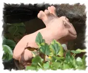 frosch.webp