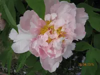 IMG_4382.webp