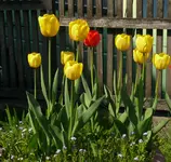 Apeldoorn.webp