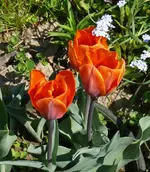 PrinsesIrene.webp