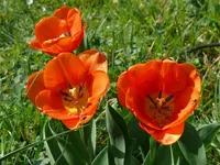 Orange Monarch.webp