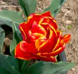 Cilesta.webp