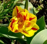 Monsella.webp