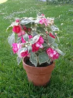 Pflanze-rosa.webp
