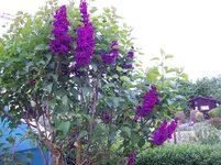 Flieder rot.webp
