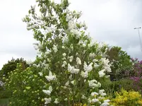 Flieder weiss.webp