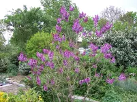 Flieder zweifarbig.webp