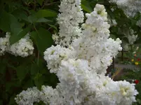 Fliederblüte weiss doppelt.webp