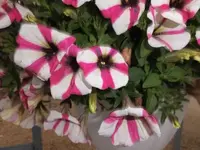 Bilda 0680.webp