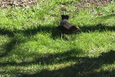 DSCF0669.webp