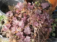 012_1067x800.webp