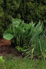 Hosta1.webp