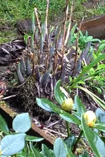 Hosta2.jpg