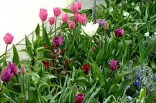 DSCF2648.webp