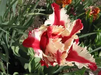 011.webp