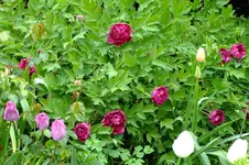 DSCF2703.webp