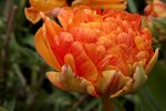 Tulpe_gelb_orange_gestrichelt_gefüllt_makro_800.JPG