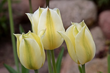 Tulpe_weiss_grün_3 of a kind_makro_800.webp