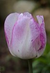 Tulpe_weiss_purple_makro_700.JPG