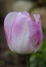 Tulpe_weiss_purple_makro_700.webp