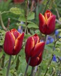 Tulpen_dunkelrot_gelb geflammt_makro_700.JPG