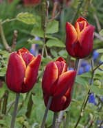 Tulpen_dunkelrot_gelb geflammt_makro_700.webp