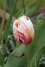 Tulpe_weiss_rot_gestrichelt_makro_700.webp