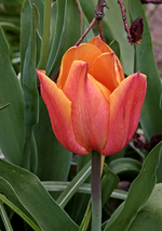 Tulpe_lachs_makro_700.webp
