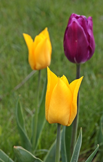 Tulpen_gelb_lila_makro_700.webp