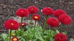 Bellis_rot_,makro_800.JPG