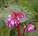 Bergenie_pink_grün_makro_800.webp