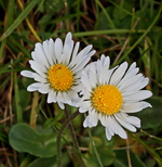 daisy_weiss_gelb_2 of a kind_makro_800.webp