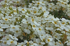 Gänsekresse_weiss_makro_800.webp