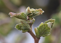 Korkenzieher_Haselnuss_grün_makro2_700.webp