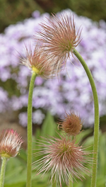 Küchenschelle_Samenstand_makro2_700.webp