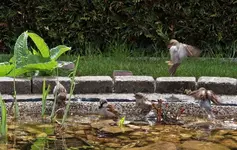Spatzen_Badetag1_900.webp