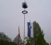 maibaum 3.webp