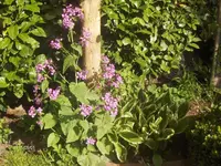 HPIM1455.webp