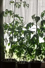 tomate.webp
