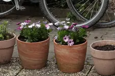 Bornholm-Margeriten010515.webp