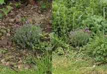 Lavendel010515.webp