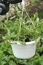 Scaevola-Ampel010515.webp